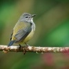 Kvetozob horsky - Dicaeum monticolum - Black-sided Flowerpecker o4225